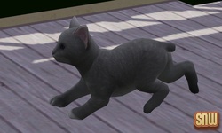 The Sims 3 Pets: Oopsie-Daisy the cat