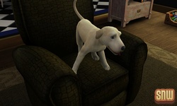 The Sims 3 Pets: BaBa the dog