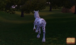 The Sims 3 Pets: GooGoo the horse