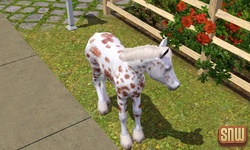 The Sims 3 Pets: GooGoo the horse